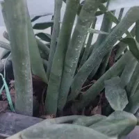 گل زاموفیلیا بزرگ|گل و گیاه طبیعی|قدس, شهر‌قدس|دیوار