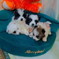 پامر روباهی عروسکی