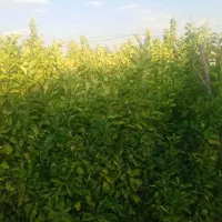 نهال مرکبات وسیاه درخت|گل و گیاه طبیعی|شیراز, پودنک|دیوار