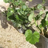 گلدان گل برگ قاشقی و شمعدانی|گل و گیاه طبیعی|فردوس (خراسان), |دیوار