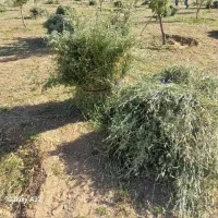 یونجه|حیوانات مزرعه|باغ حلی, |دیوار