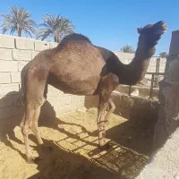 شتر|حیوانات مزرعه|طبس, |دیوار