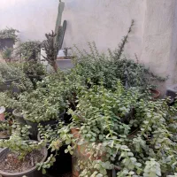 گل خرفه ای|گل و گیاه طبیعی|بندرعباس, |دیوار