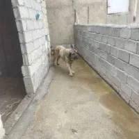 سگ ماده پژدر ششدانگ