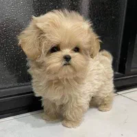 واگذاری سگ منیاتوری جیبی