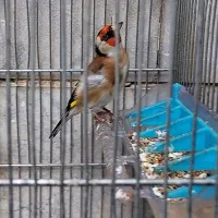 سهره و سهره قناری|پرنده|ری, دیلمان|دیوار