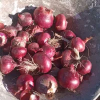 پیاز بنابی خوشرنگ اطراف حمیل|خوردنی و آشامیدنی|حمیل, |دیوار