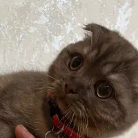 گربه اسکاتیش۱۳میلیون