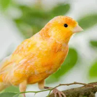قناری پیدا شده در بهداری