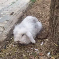 خرگوش لپی نر