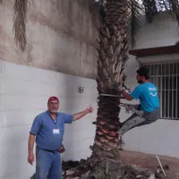 بریدن نخل قطع درخت هرس نخل سمپاشی نخل باغبانی|خدمات باغبانی و درختکاری|اهواز, شهرک نفت|دیوار