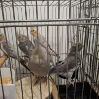 عروس هلندی|پرنده|قرچک, میرزائی شمالی|دیوار