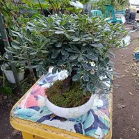 بنسای پیتوسپروم