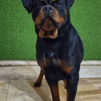 روتوایلر ۱۱ماهه