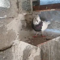 معاوضه کبوتر