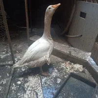 قوغاز ماده بالغ