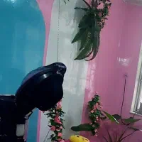 فروش صندلی عکاسی سالن|صندلی و نیمکت|مسجد سلیمان, |دیوار