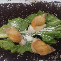 حلزون اچاپیتا