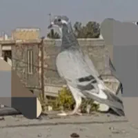 پلاکی کبوتر کفتر مسافتی ابلغ المانی|پرنده|میان جلگه, |دیوار