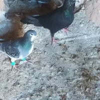 کبوتر|پرنده|اسفراین, |دیوار