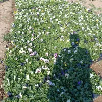 فروش نشا جعبه ای