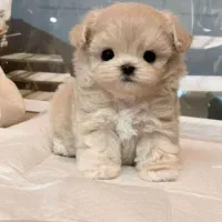 توله چشم دکمه ای فقط 2900