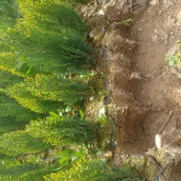 نهالستان    برکت