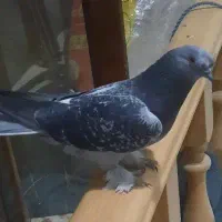 زری پرپا گمشده