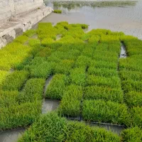 تیم سینی آماده به نشا ((سرد فجر)) 100 عدد