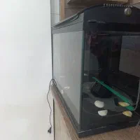 اکواریم هایلا  مدل f60|ماهی|بومهن, |دیوار