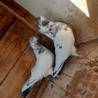 کله دم سبز درجه۱|پرنده|مبارکه, |دیوار