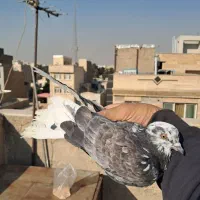 کفتر/|پرنده|ری, سیزده آبان|دیوار