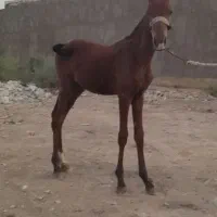 اسب
