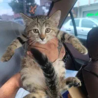 گربه اسکاتیش