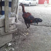 جوجه لاری|حیوانات مزرعه|رشت, فلسطین|دیوار