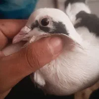 کفتر|پرنده|سرداران, |دیوار