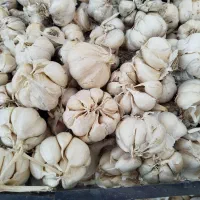 سیر تازه