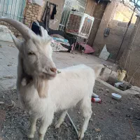 بزغاله نر سانن