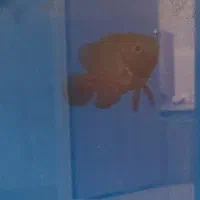 معاوضه و یا فروش اسکار