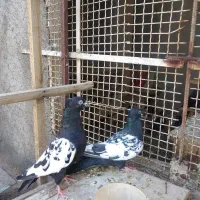 زاغ و سینه مشکی|پرنده|مبارکه, |دیوار