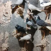 چند تا کفتر قلدور پرشی