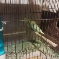 مرغ عشق وعروس هلندی|پرنده|آبپخش, |دیوار