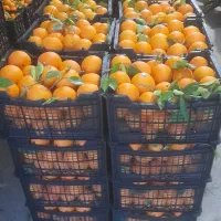 تامسون بسته بندی شده درجه ۱ و فله