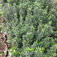 شمشاد نعنایی سبز سطل ۱۰ قیچی خورده|خدمات باغبانی و درختکاری|چابکسر, |دیوار