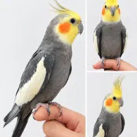 عروس هلندی نر مست سخنگو