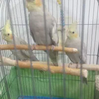 ۳ تا جوجه  عروس هلندی