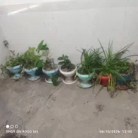 تعدای گل زیبا فروش به دلیل نبودن جا