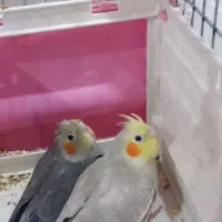 عروس هلندی 2جوجه نر و ماده