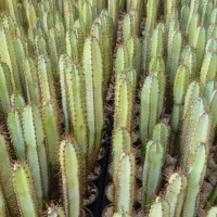 فروش عمده پایه کاکتوس گلخانه‌ای بذری، آماده پیوند