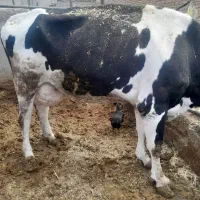 گاو گوشبی|حیوانات مزرعه|شاهدشهر, |دیوار